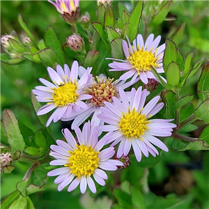 Aster Ageratoides 'Stardust'